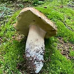 Srni-modry Podkrovi /dvojdomek U Vydra Διαμέρισμα *