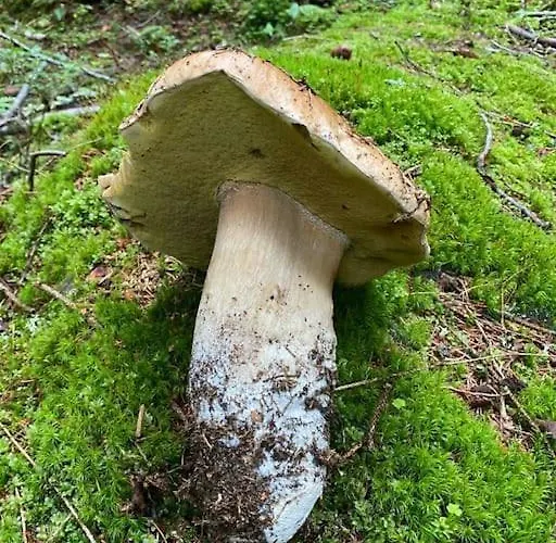 Srni-modry Podkrovi /dvojdomek U Vydra شقة *